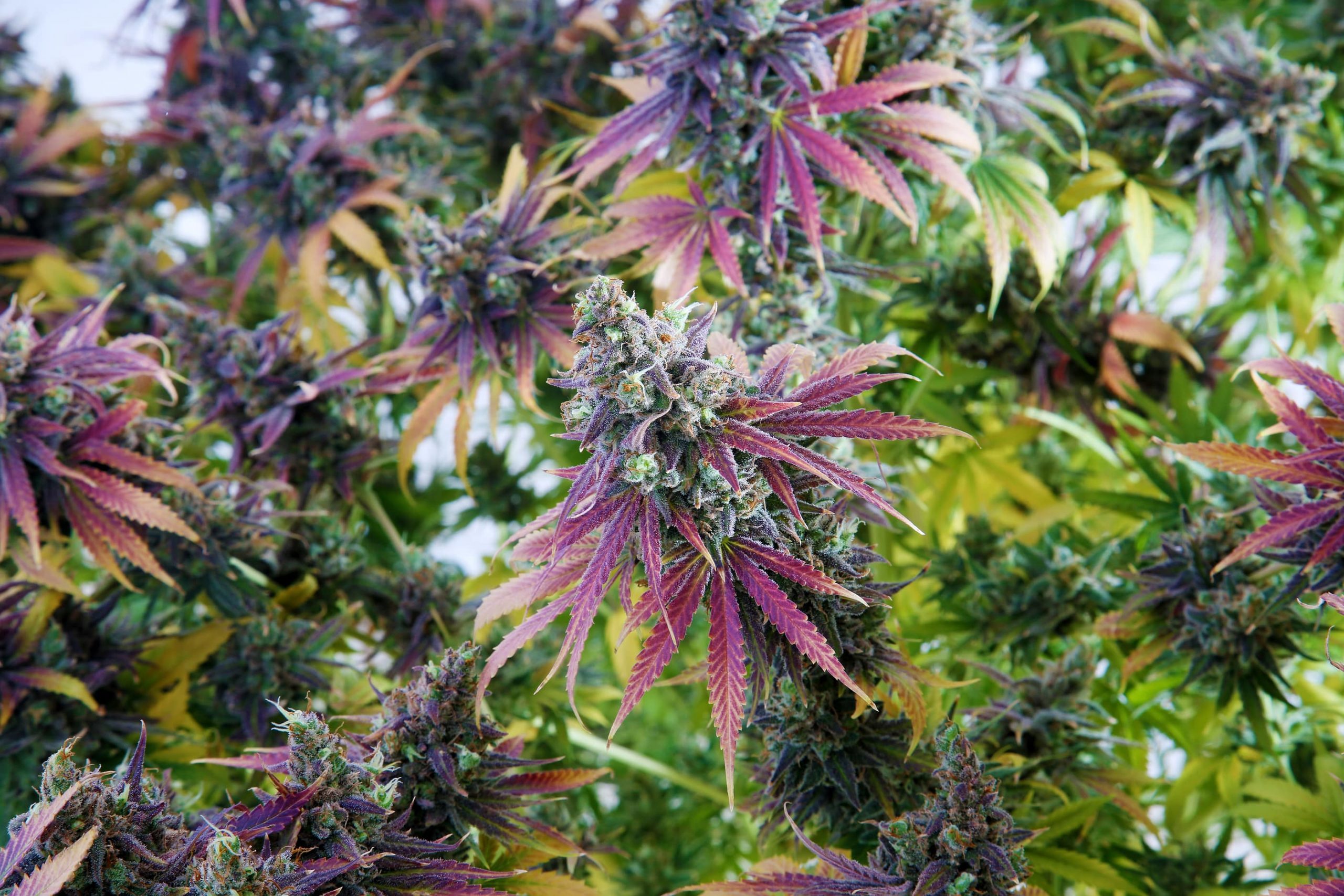 oaksterdam university cannabis college