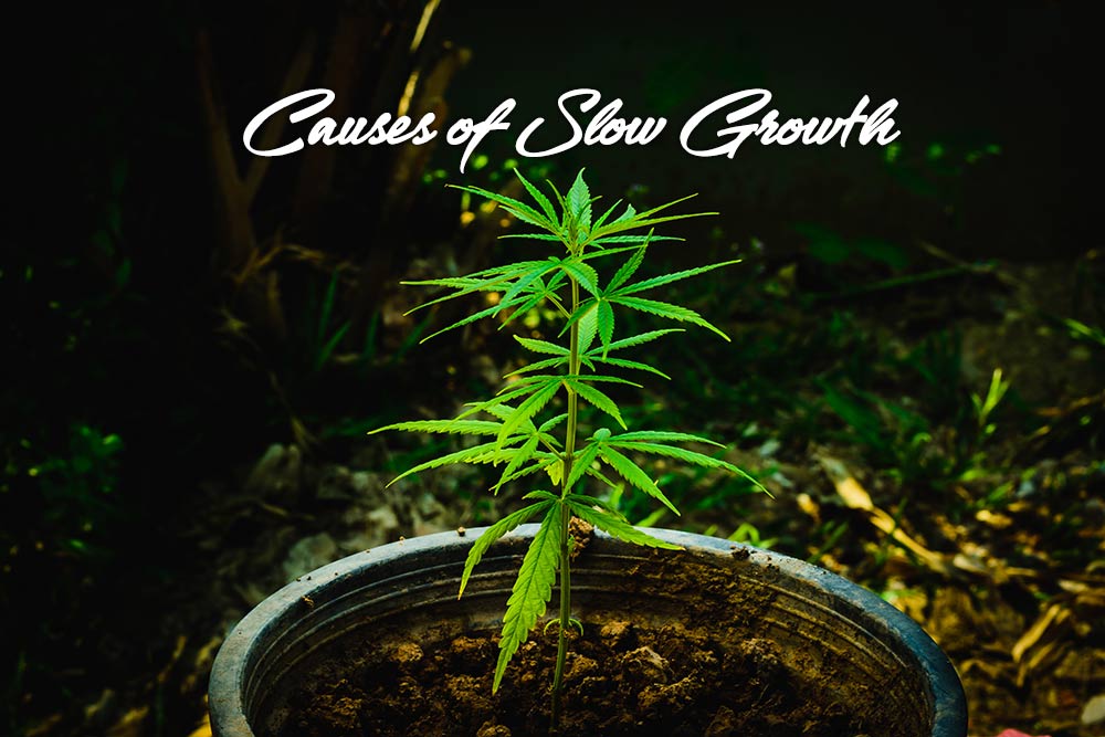 causes slow growthj marijuana plants