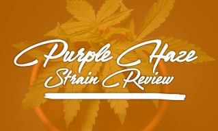 purple haze strain review