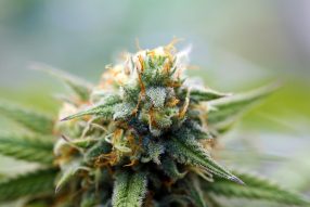 original skunk strain