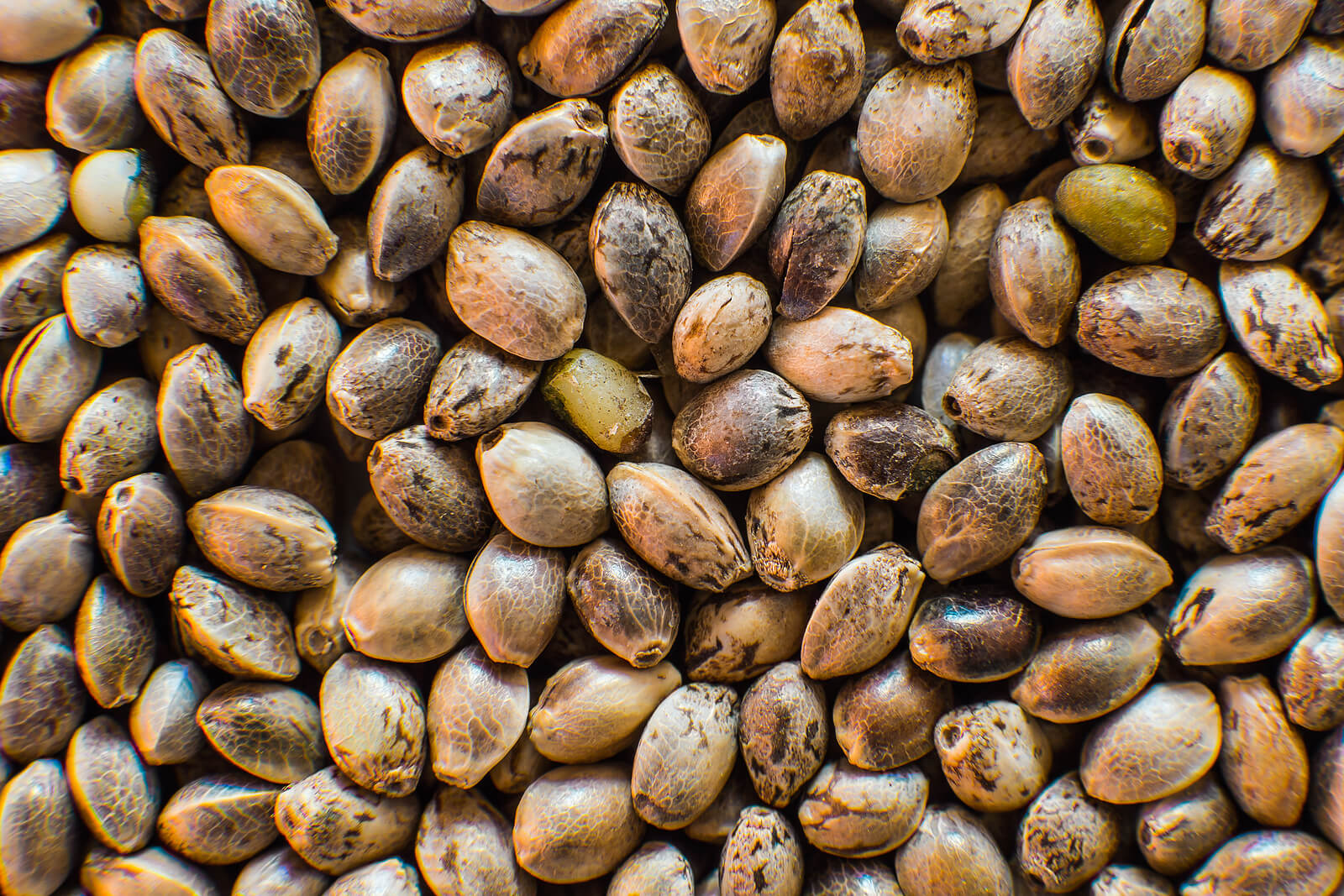 cannabis seedling