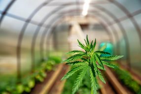 marijuana greenhouse benefits