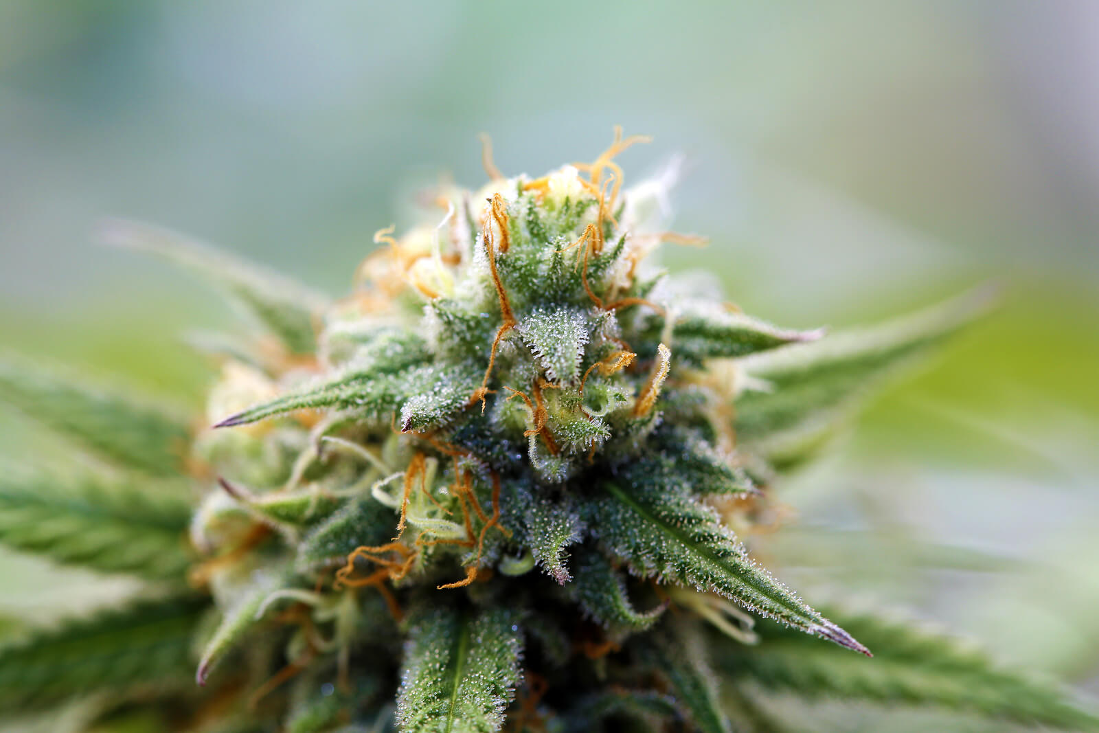gorilla glue #4 strain