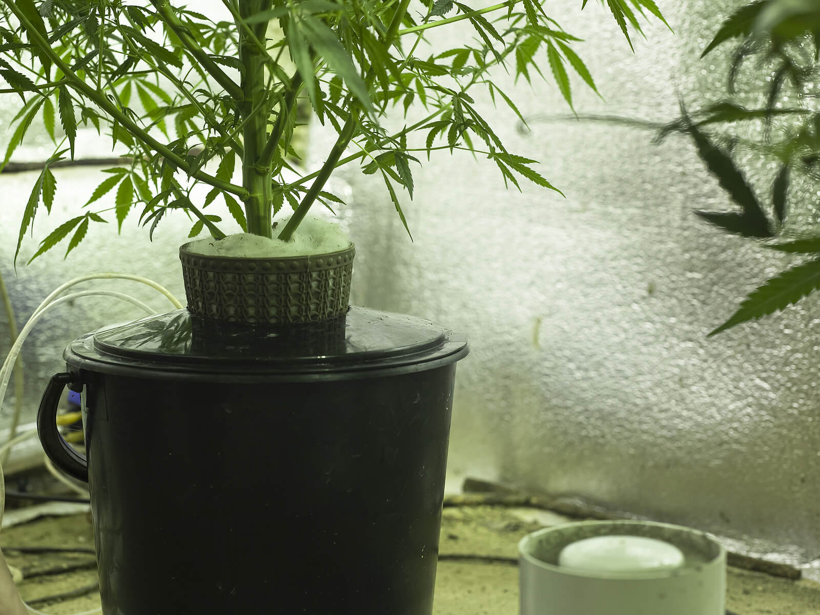 hydroponic marijuana growing