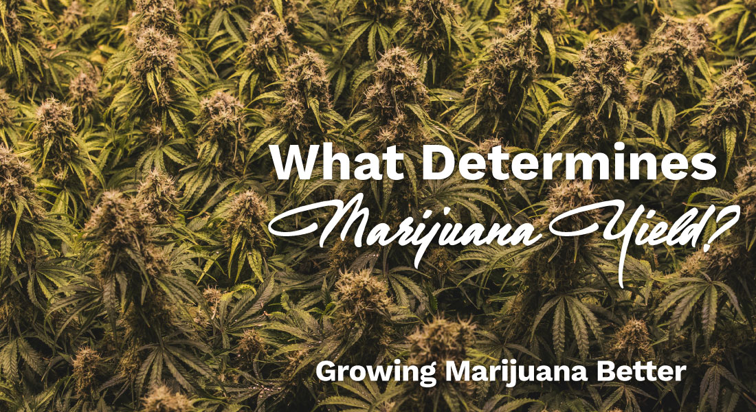 what determines marijuana yield