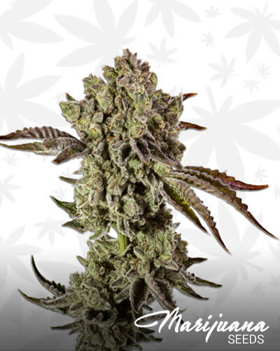Animal Mint 2