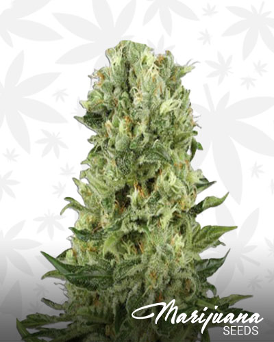 Banana Diesel 2