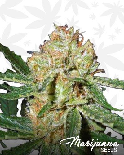 Blue Champagne 1