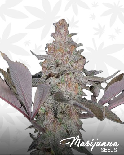 Blue Magoo 1