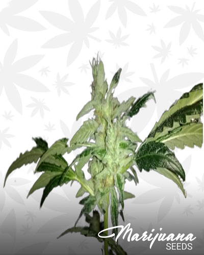 Candyland X Chernobyl