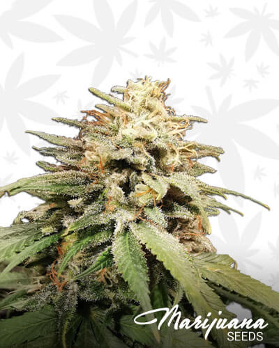 Chem Beyond Diesel CBD 2