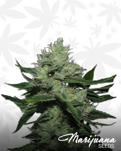 Chemdog Sour Diesel 1