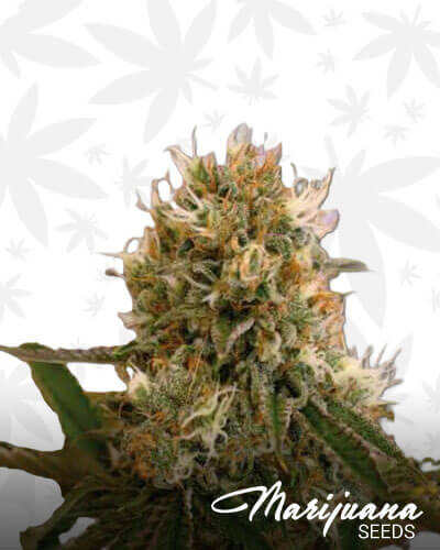 Cherry Slyder 1