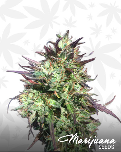 Chocolate Hashberry