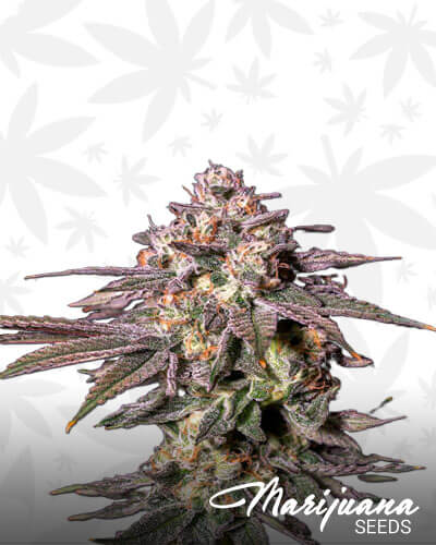 Chocolate Mint OG 1