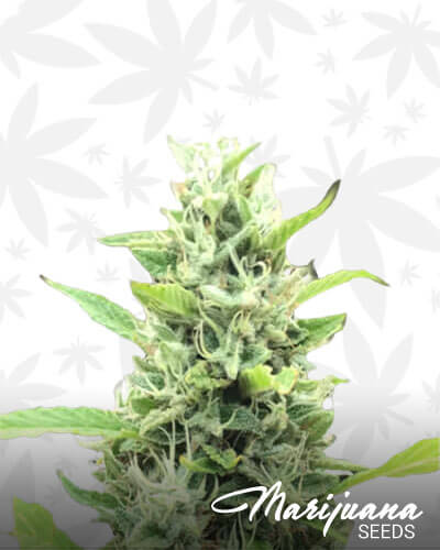 Citrus Sap 1