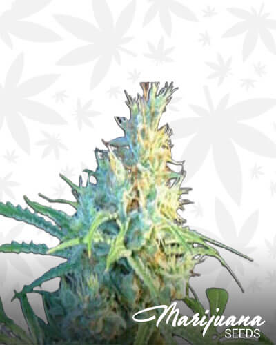 Citrush Kush 1
