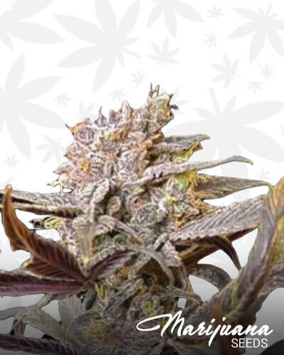 Cocoa Kush 1