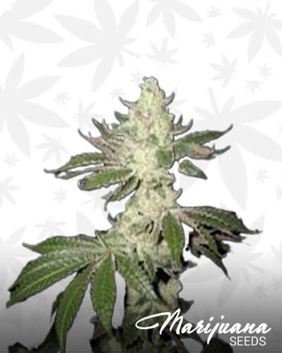 Corleone Kush The Don Cut 1