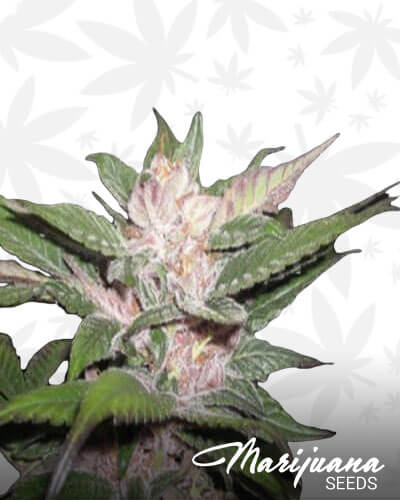 Cotton Purple Chem 1
