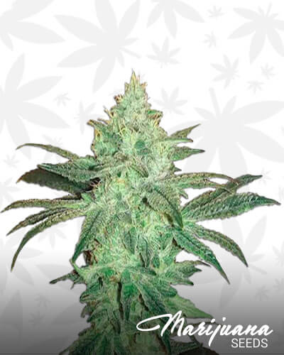 Cowboy Kush 1