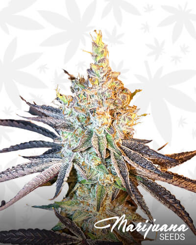 Crunch Berry Kush