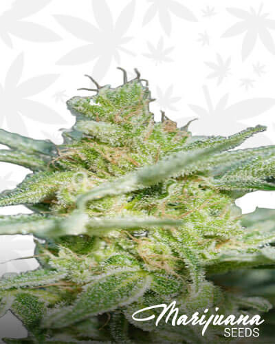 Dark Blue Dream 1