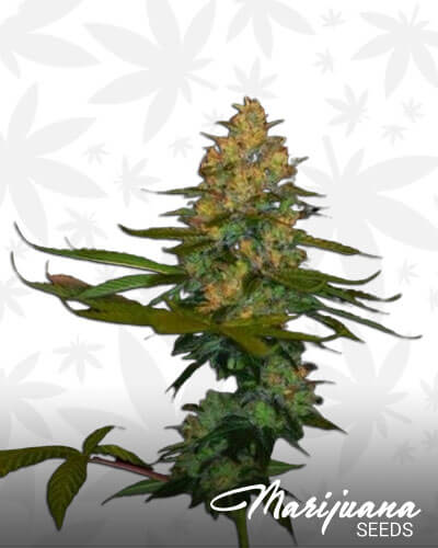Exodus Kush 1