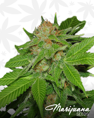 Good Medicine