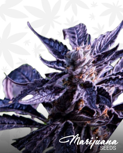 Grape Soda