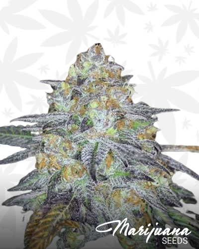 Green Hornet