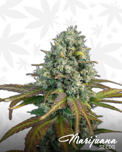 Hercules