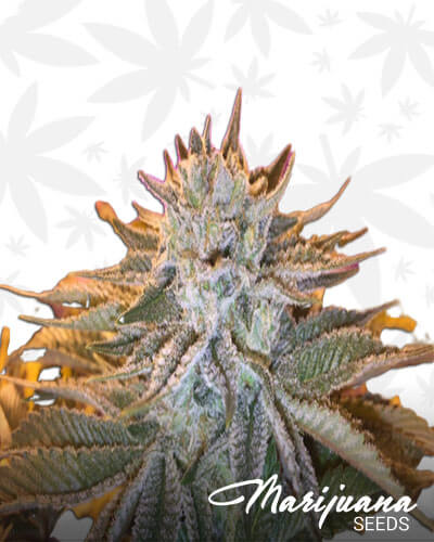 Huckleberry Diesel