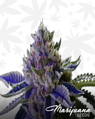 Jim OG Strain