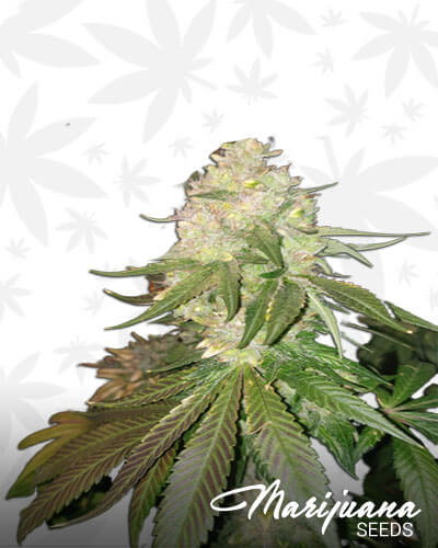 Lemon Garlic OG