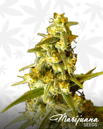 Lemon Stomper
