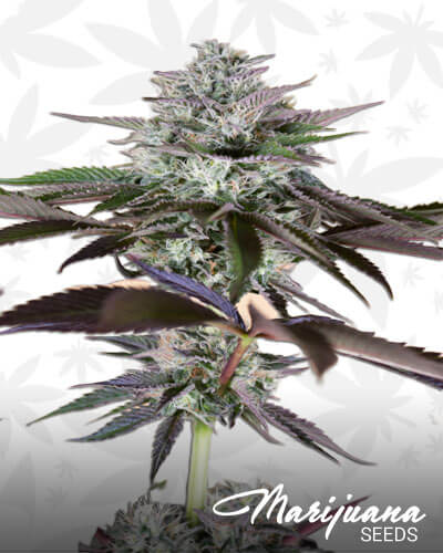Lost Coast Hash Plant