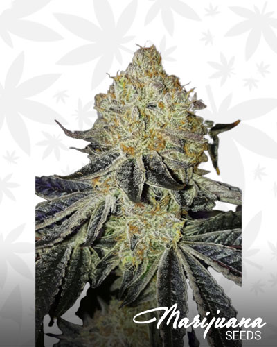 Mandarin Zkittlez