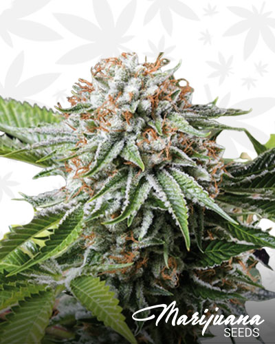 Mango Sapphire