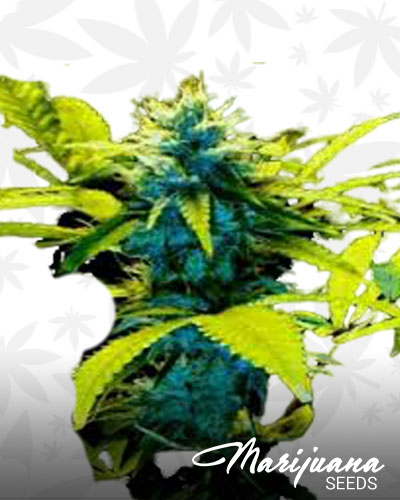 Mozambique Poison
