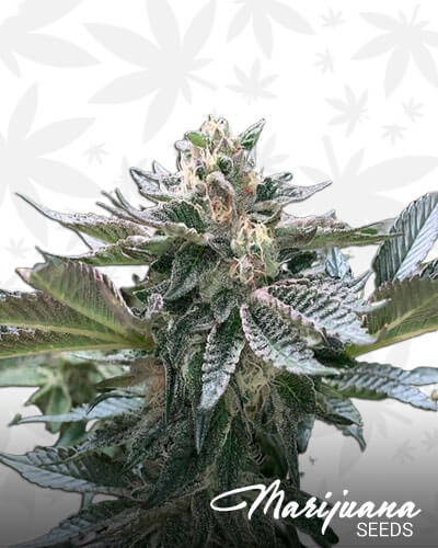 Nuclear Cookies Marijuana Seeds