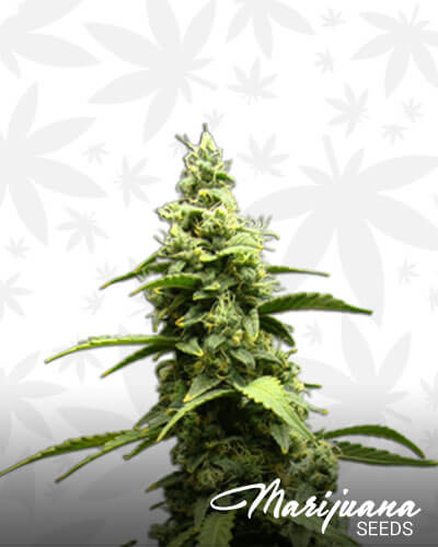 OG Skunk