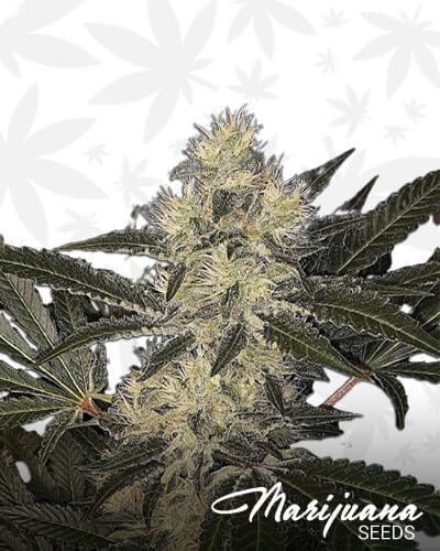 8 Ball Kush Strain