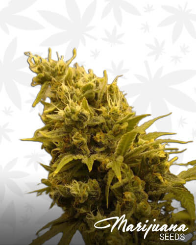 91 Krypt Strain