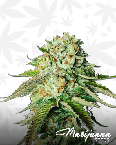 Ace Killer OG Strain