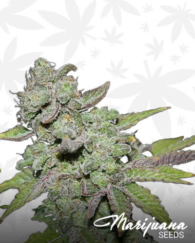 Afghooey