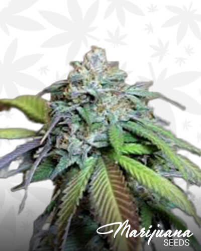 Anonymous OG