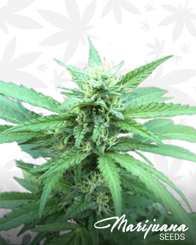 Black Bubba