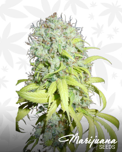 Blackberry Hashplant