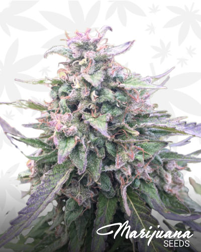 Blue Mystic